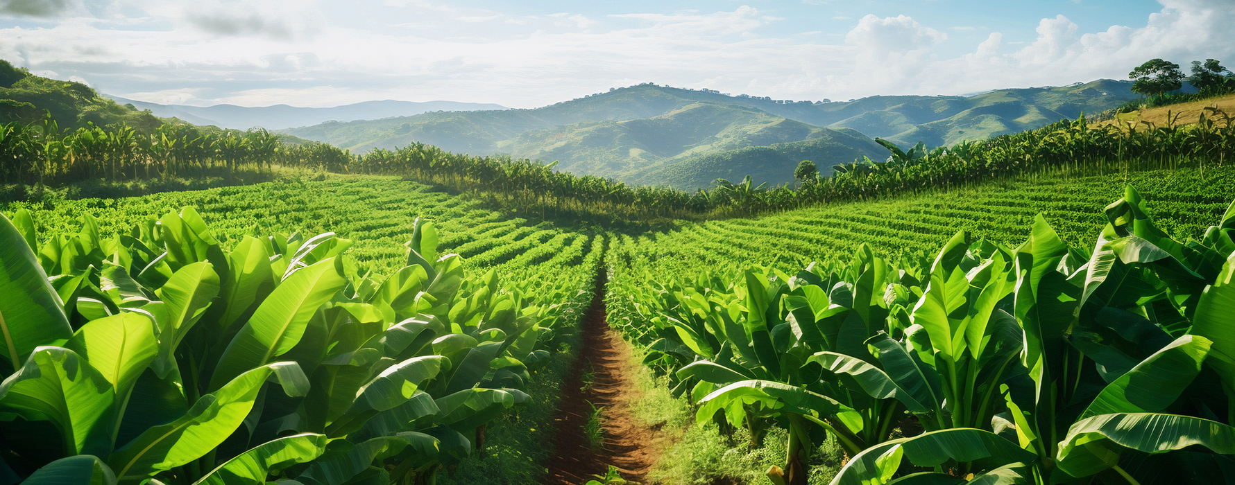 Coconut Farming in Kerala